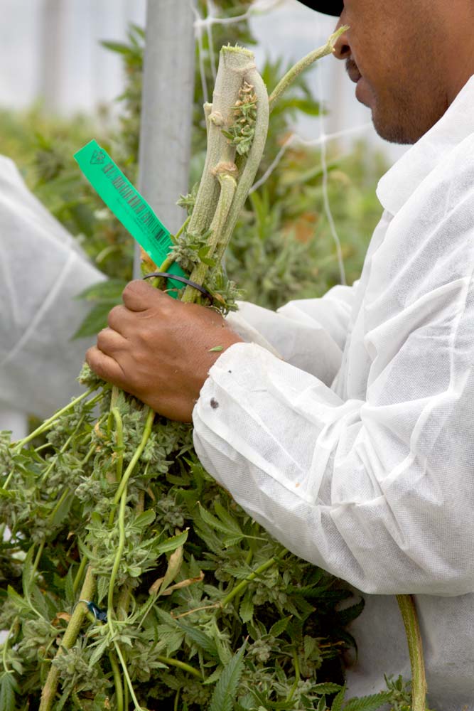 Worker harvesting plants